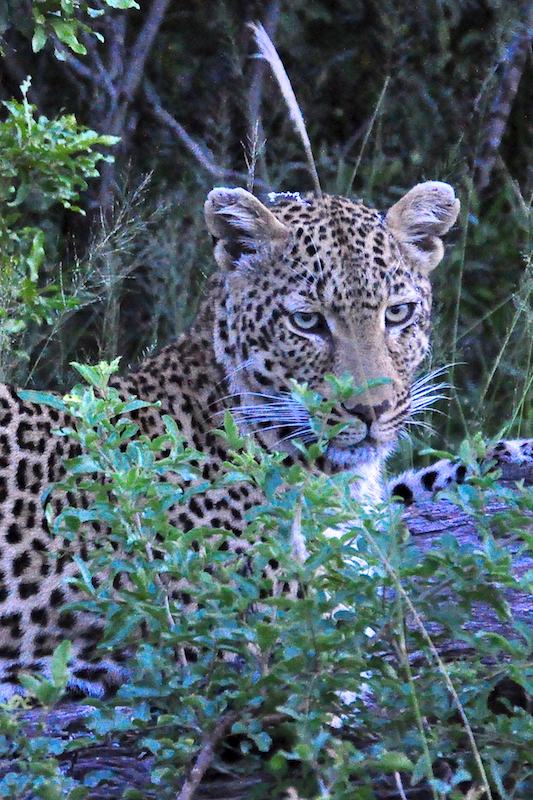 Melanie Heinrich - travel images - Lion Sands Private game reserver Hazyview